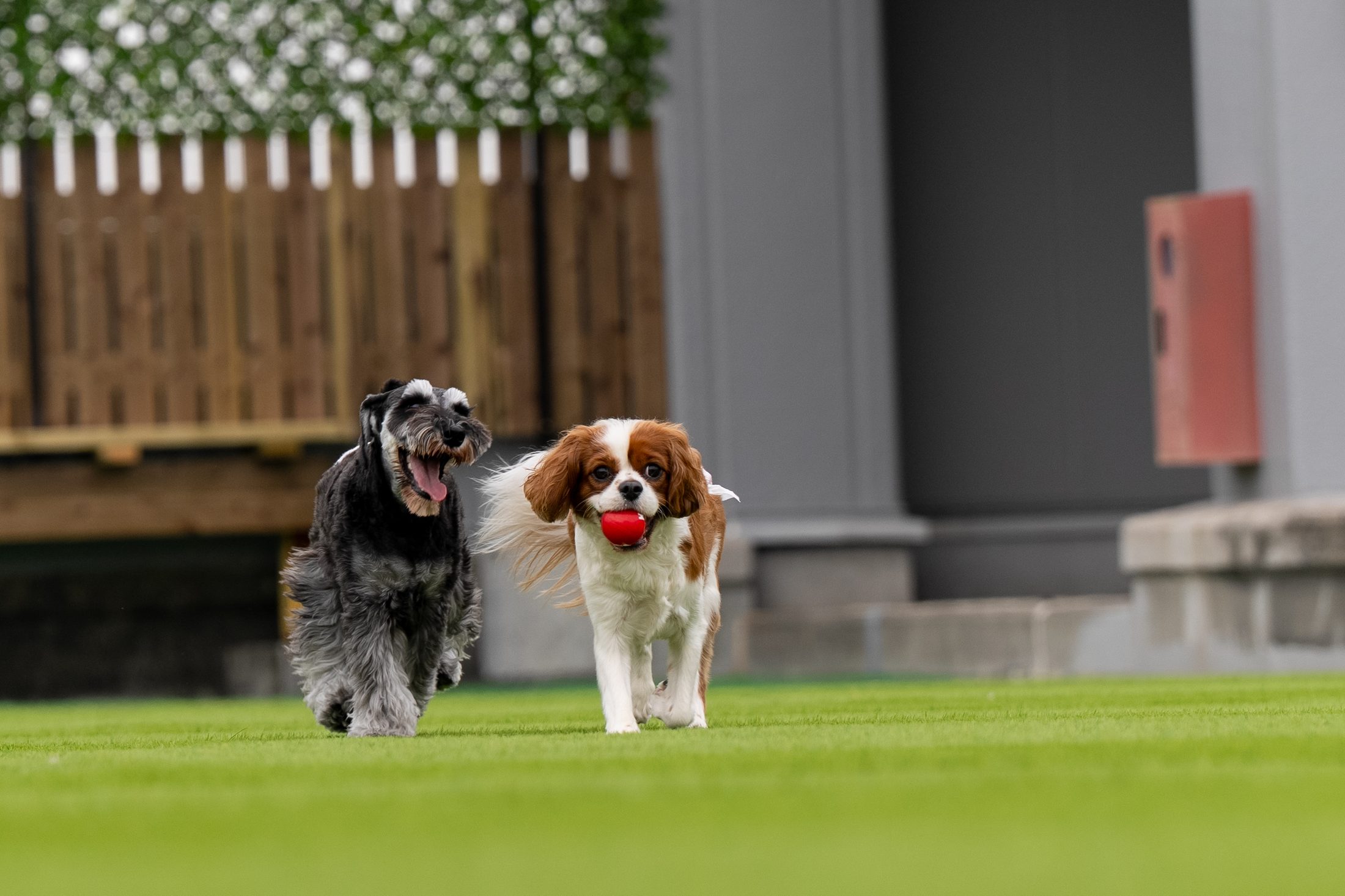 屋上の人工芝ドッグランを元気に駆ける犬