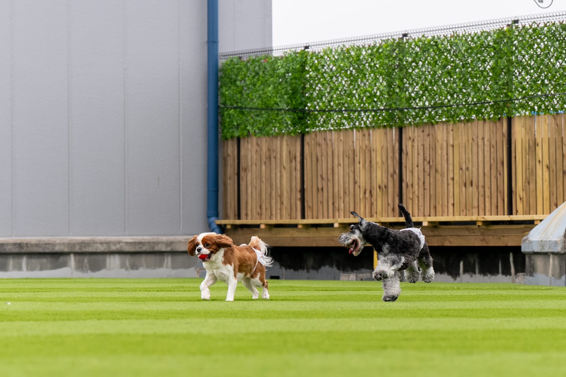 人工芝のドッグランで遊ぶ犬たち