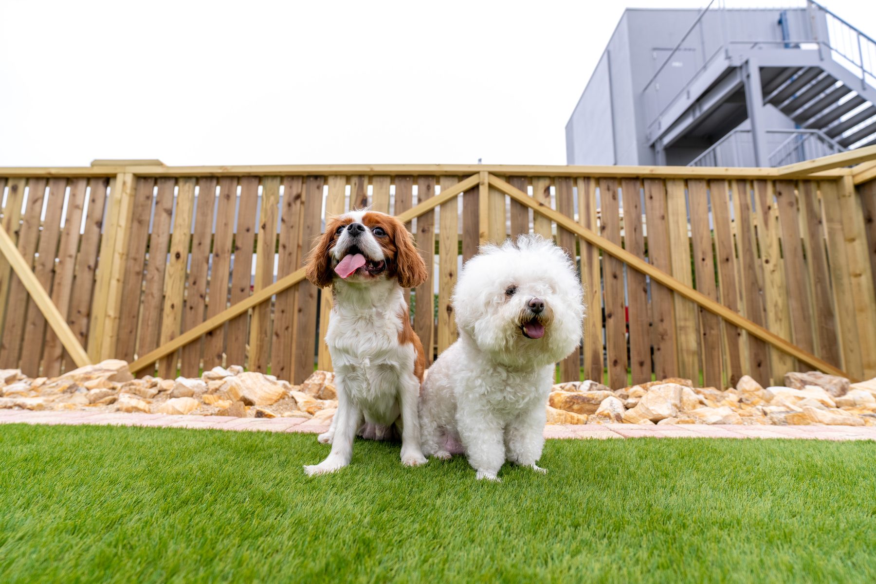 屋上ドッグランでくつろぐ犬